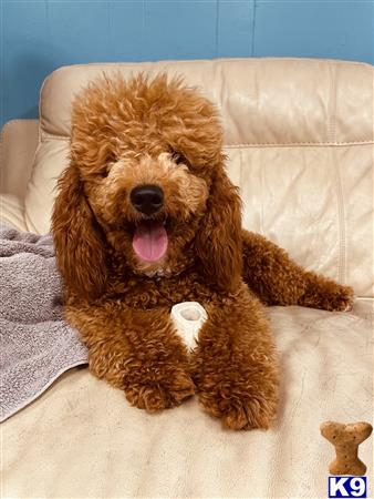 Labradoodleday Picture 1